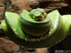 Ragam Tips Foto Hewan, Objek Banyak Gerak pun Tetap Oke