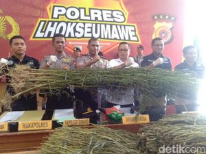 Pemilik Ladang Ganja Seluas 5 Hektar di Aceh Ditangkap!