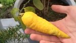 10 Tampilan Buah Saat Menyamar dalam Bentuk Buah Lain