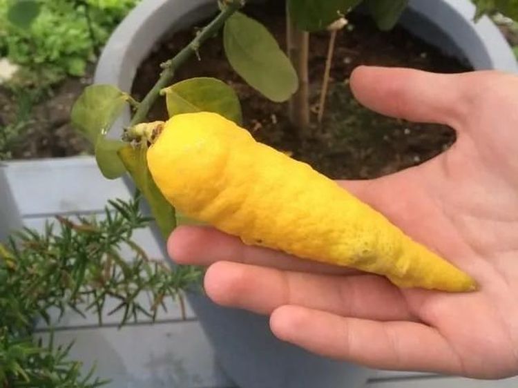 10 Tampilan Buah Saat Menyamar dalam Bentuk Buah Lain