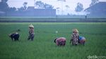 Dingin! Kabut Selimuti Area Sawah di Kabupaten Bandung
