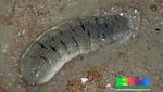Bikin Gemas! Biota Laut Ini Punya Bentuk yang Mirip Makanan Italia