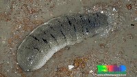 Holothuria scabra atau atau teripang yang memiliki warna abu-abu ini, memiliki garis hitam di atas permukaan tubuhnya. Sehingga mengingatkan orang dengan garlic bread dari Italia. Foto: Vice/Istimewa