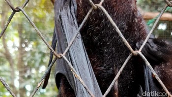 Nyalakan fitur dazzle untuk membuat warna lebih mencolok. (Foto: Aisyah Kamaliah/detikINET)