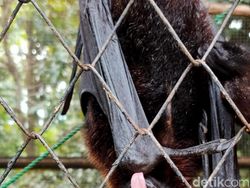 Ragam Tips Foto Hewan, Objek Banyak Gerak pun Tetap Oke