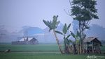 Dingin! Kabut Selimuti Area Sawah di Kabupaten Bandung