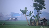 Ada petani menabur pupuk, membenahi saluran air, dan membersihkan padi yang baru tumbuh dari tumbuhan ganggang.