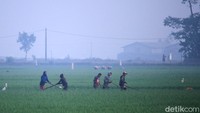 Suhu dingin yang terjadi di sejumlah wilayah di Bandung selama beberapa waktu terakhir membuat area persawahan di wilayah Solokoanjeruk, Kabupaten Bandung, Jawa Barat, diselimuti kabut.