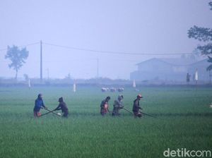 Dingin! Kabut Selimuti Area Sawah di Kabupaten Bandung