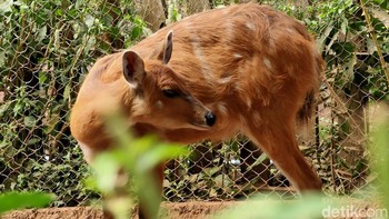 Kalau mau foto objek banyak gerak, enak pakai burst, pakai mode yang biasa saja, kata Rio Motret. (Foto: Aisyah Kamaliah/detikINET)