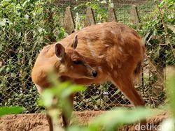 Ragam Tips Foto Hewan, Objek Banyak Gerak pun Tetap Oke