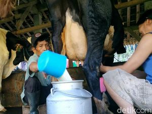 Banyak Minum Susu Bisa Meninggikan badan, Benar Nggak Sih?