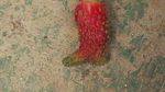 10 Tampilan Buah Saat Menyamar dalam Bentuk Buah Lain