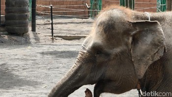 Tertarik mau coba? (Foto: Aisyah Kamaliah/detikINET)