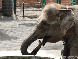 Ragam Tips Foto Hewan, Objek Banyak Gerak pun Tetap Oke