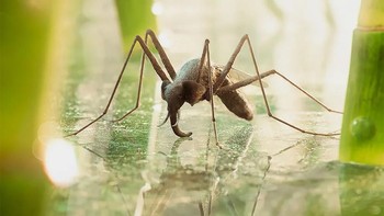Nama seniman yang dimaksud adalah Cristian Girotto. Foto: Cristian Girotto