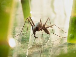 Manipulasi Foto yang Mencengangkan Mata