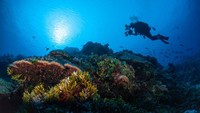 Dari tahun 1946 hingga 1958, pemerintah AS melakukan 67 uji coba nuklir di beberapa pulau kecil atau atol di Kepulauan Marshall (iStock)