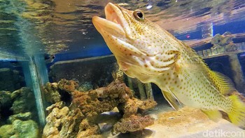 Bisa juga bermain dengan fitur zoom untuk hewan yang memang jauh dari pagar. (Foto: Aisyah Kamaliah/detikINET)