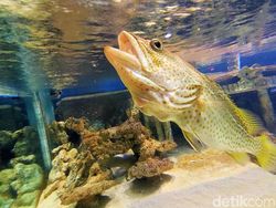 Ragam Tips Foto Hewan, Objek Banyak Gerak pun Tetap Oke