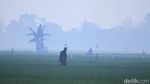 Dingin! Kabut Selimuti Area Sawah di Kabupaten Bandung
