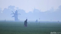 Sejumlah petani beraktivitas di area persawahan yang diselimuti kabut di wilayah Solokoanjeruk, Kabupaten Bandung, Jawa Barat.