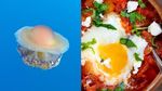 Bikin Gemas! Biota Laut Ini Punya Bentuk yang Mirip Makanan Italia