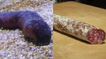 Bikin Gemas! Biota Laut Ini Punya Bentuk yang Mirip Makanan Italia