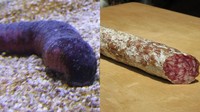 Sea cucumbers atau teripang punya bentuk yang mirip seperti salami. Yaitu hidangan khas Italia, yang terbuat dari daging sapi atau babi dengan bentuk mirip seperti sosis. Foto: Vice/Istimewa