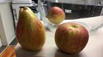 10 Tampilan Buah Saat Menyamar dalam Bentuk Buah Lain