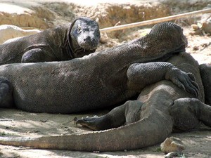 Pulau Komodo: Antara Ciptakan Wisata Reptil Liar dan Pisahkan Saudara Sedarah