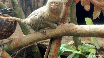Lokasi hunting kali bertempat di Batu Secret Zoo. (Foto: Aisyah Kamaliah/detikINET)