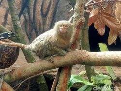 Ragam Tips Foto Hewan, Objek Banyak Gerak pun Tetap Oke