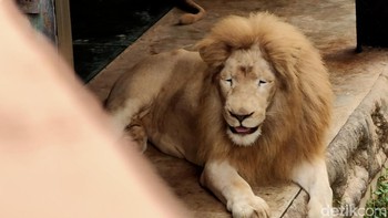 Kalau objeknya tenang, bisa pula bermain-main dengan fokus. (Foto: Aisyah Kamaliah/detikINET)