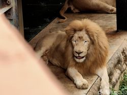 Ragam Tips Foto Hewan, Objek Banyak Gerak pun Tetap Oke