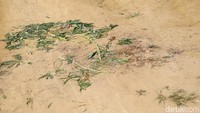 Di lokasi bentrokan masih terlihat ceceran dan gumpalan darah yang sudah ditutup daun singkong.