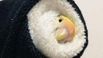 Bikin Gemas! Pose Para Hewan Imut Ini Malah Mirip Seperti Makanan