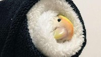 Imutnya, burung ini sembunyi di dalam gulungan handuk berwarna hitam dan putih, yang membuatnya terlihat mirip seperti sushi. Foto: Boredpanda