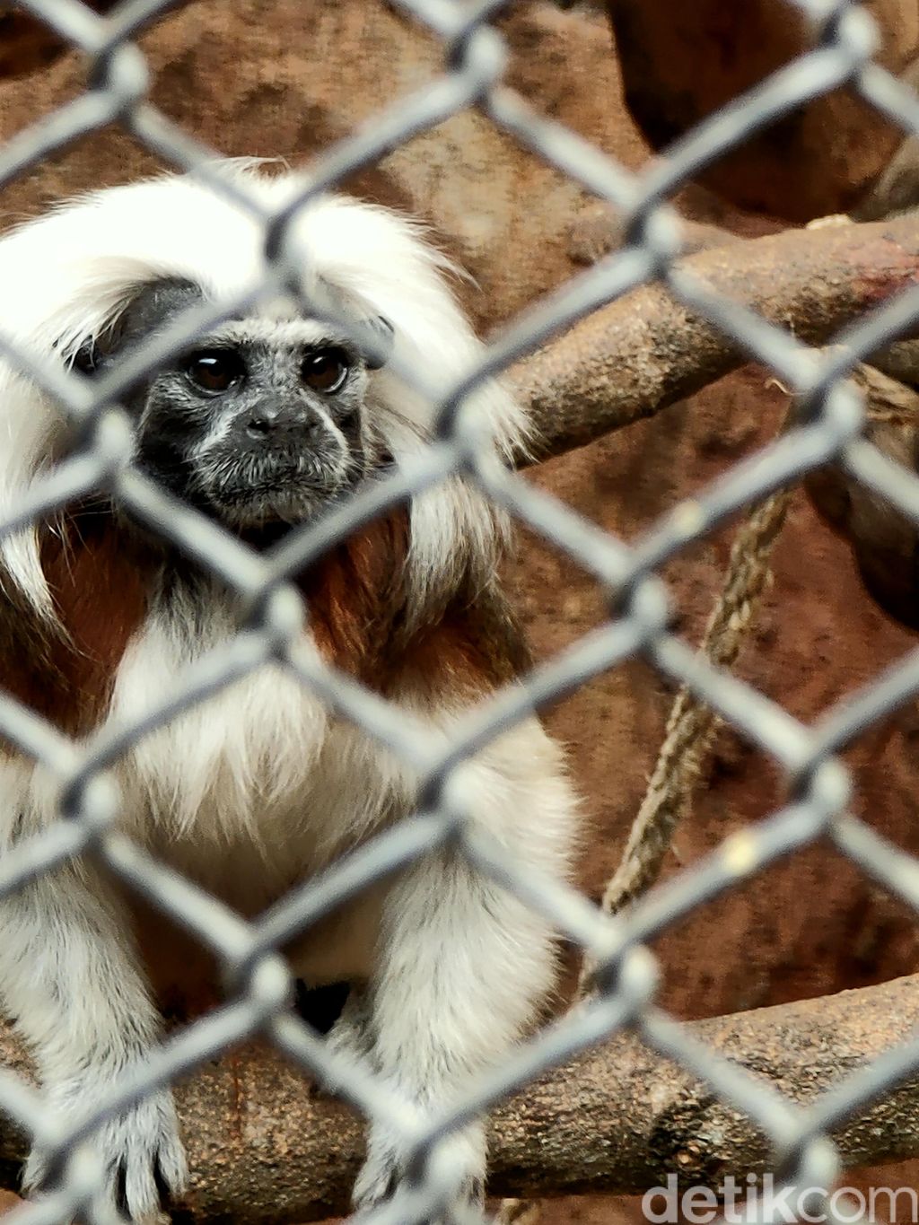 Ragam Tips Foto Hewan Objek Banyak Gerak Pun Tetap Oke