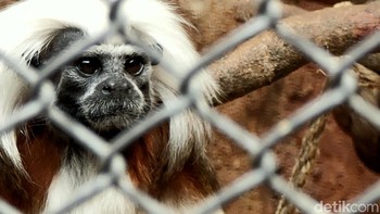 DetikINET berkesempatan menjajal Oppo Reno 10x Zoom. (Foto: Aisyah Kamaliah/detikINET)