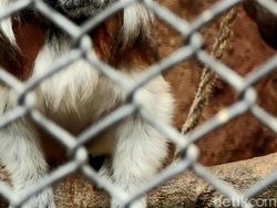 Ragam Tips Foto Hewan, Objek Banyak Gerak pun Tetap Oke