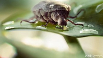 Atau bisa juga mengakses akun instagramnya di sini.Foto: Cristian Girotto