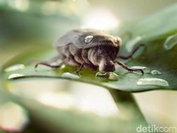 Manipulasi Foto yang Mencengangkan Mata