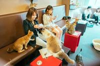 5 Kafe di Jepang Ini Bertema Unik, dari Anime Hingga Horror