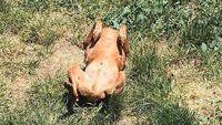 Bukan ayam atau kalkun panggang, tapi foto yang satu ini berisi seekor anjing yang tengah berguling-guling di atas rumput. Foto: Boredpanda