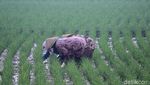 Dingin! Kabut Selimuti Area Sawah di Kabupaten Bandung