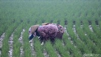Kabut tersebut terjadi karena air yang berada di persawahan itu menguap seiring matahari yang mulai terbit.