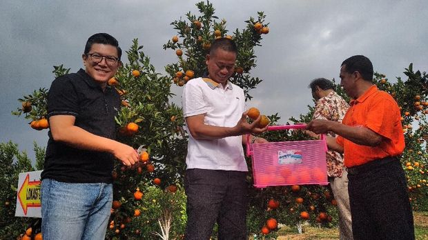 Panen jeruk di Kota Batu-Jawa Timur