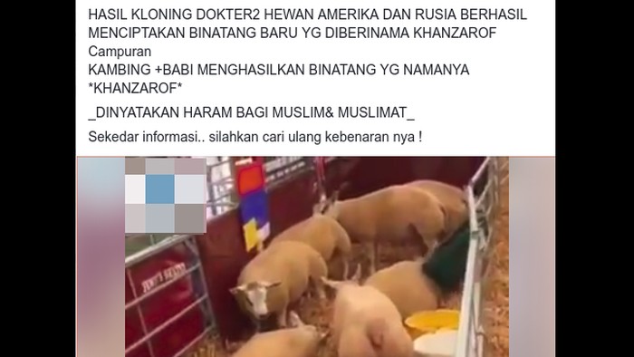 Viral ada hewan hasil klon kambing dan babi. Foto: Tangkapan layar Facebook Viral ada hewan hasil klon kambing dan babi. Foto: Tangkapan layar Facebook