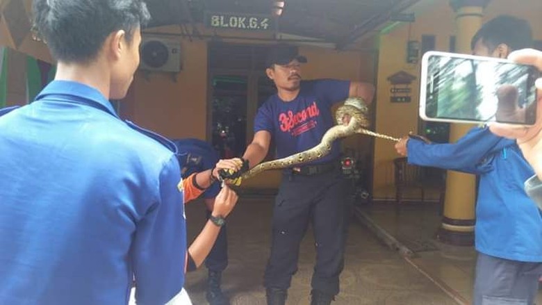 Ular Sanca 2 Meter Tiba-tiba Jatuh dari Atap Kamar Warga Serang Ular Sanca 2 Meter Tiba-tiba Jatuh dari Atap Kamar Warga Serang